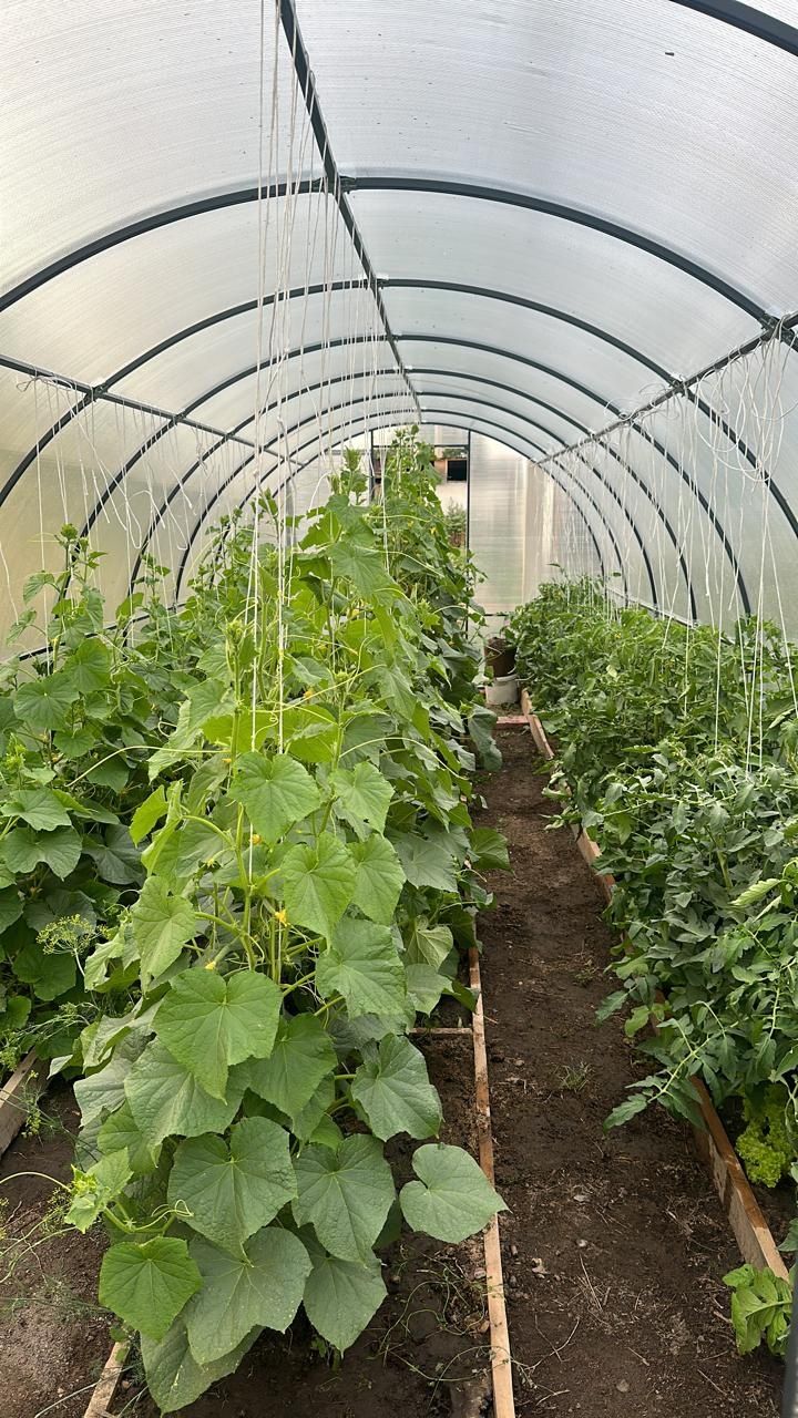 Теплицы 4-6-8-10 метров