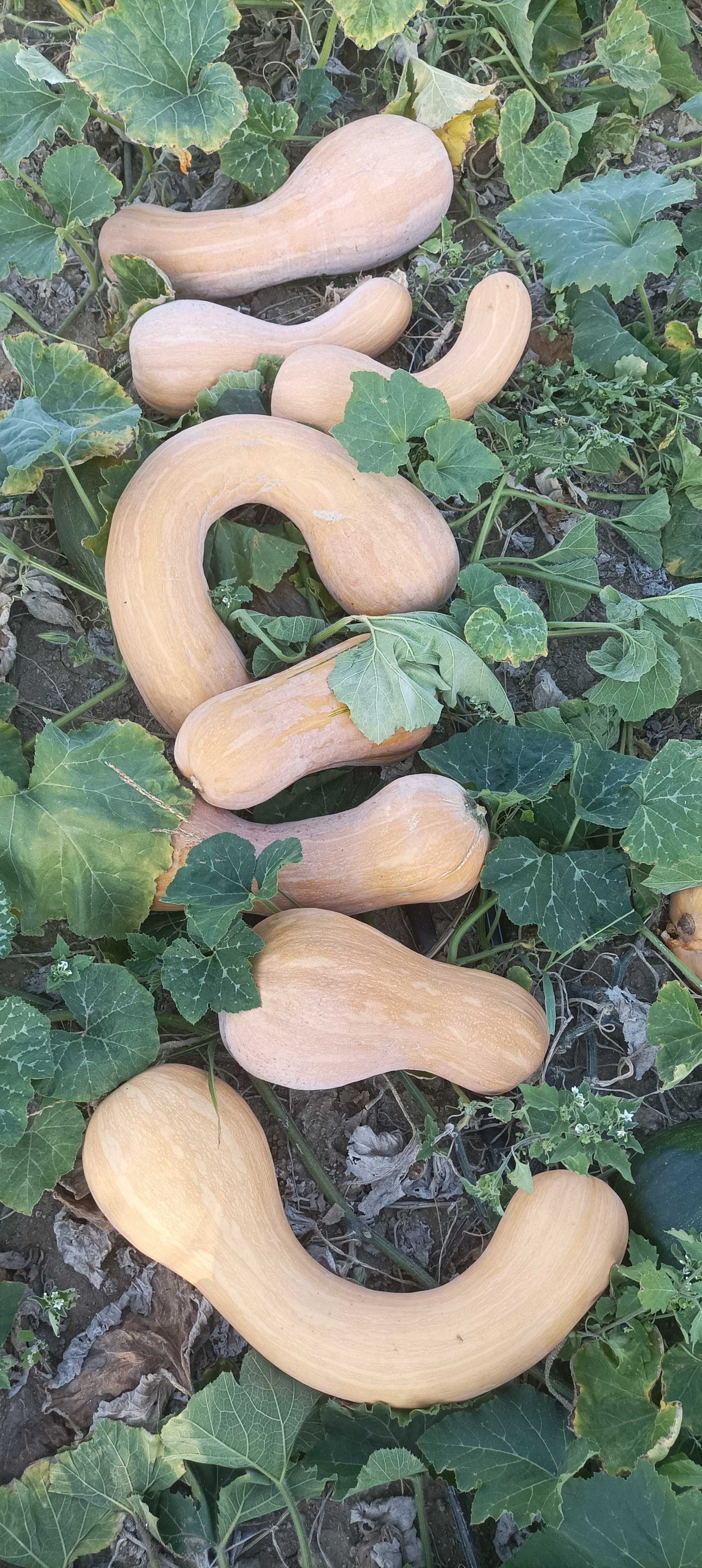 Продавам тиква цигулка