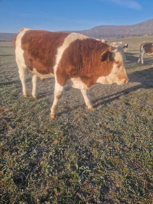 Taurasi și vițele de vânzare