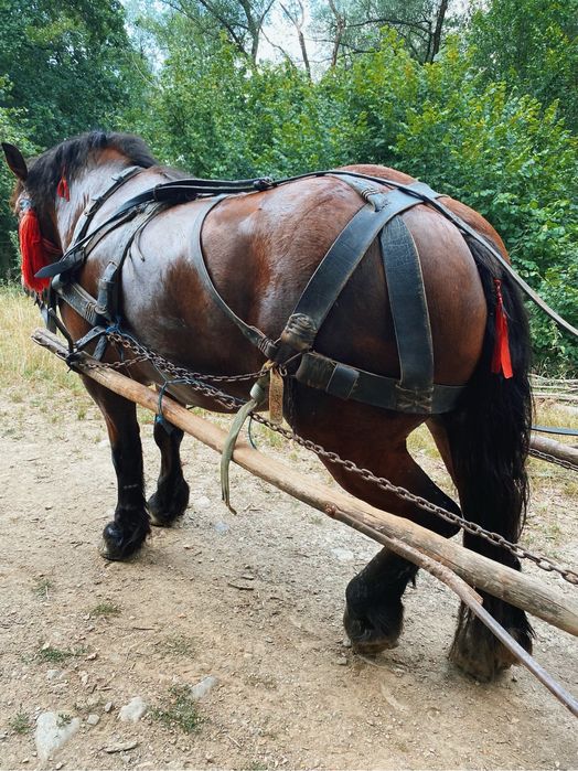 Manza ardeneza 3 ani garantata de ham posibil gestanta ! Vand schimb