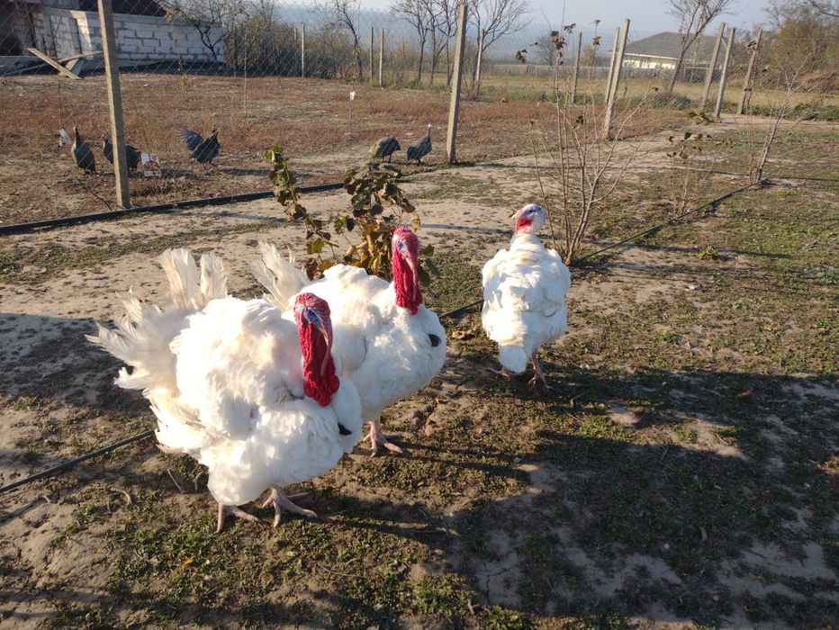 Vând CURCANI în viu