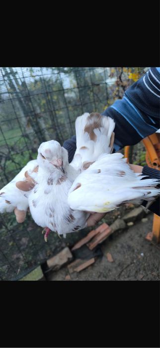 Porumbei De Diferite Rase