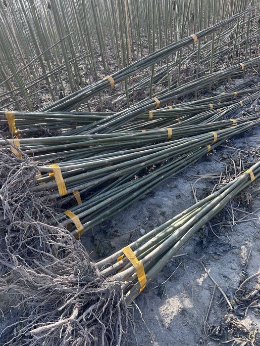 Павлония бор Pavlovniya sotiladi