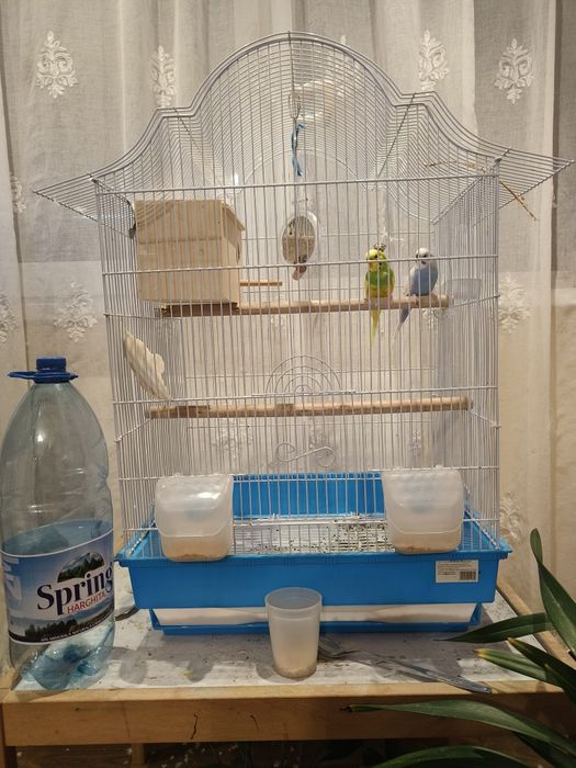 Colivie perusi completa