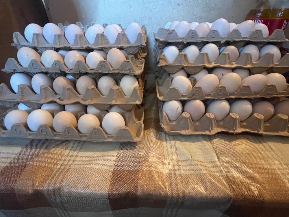 Яйцо куриное , свежее,домашнее,яйца деревенские,купить яйцо