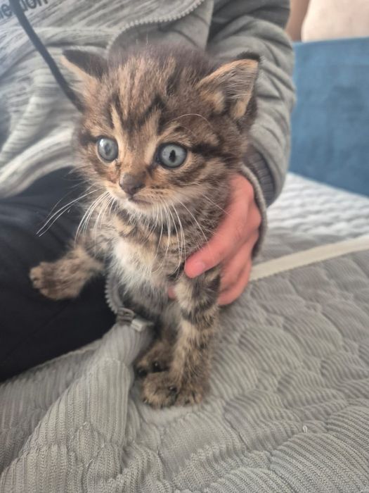 Котята мальчишки.