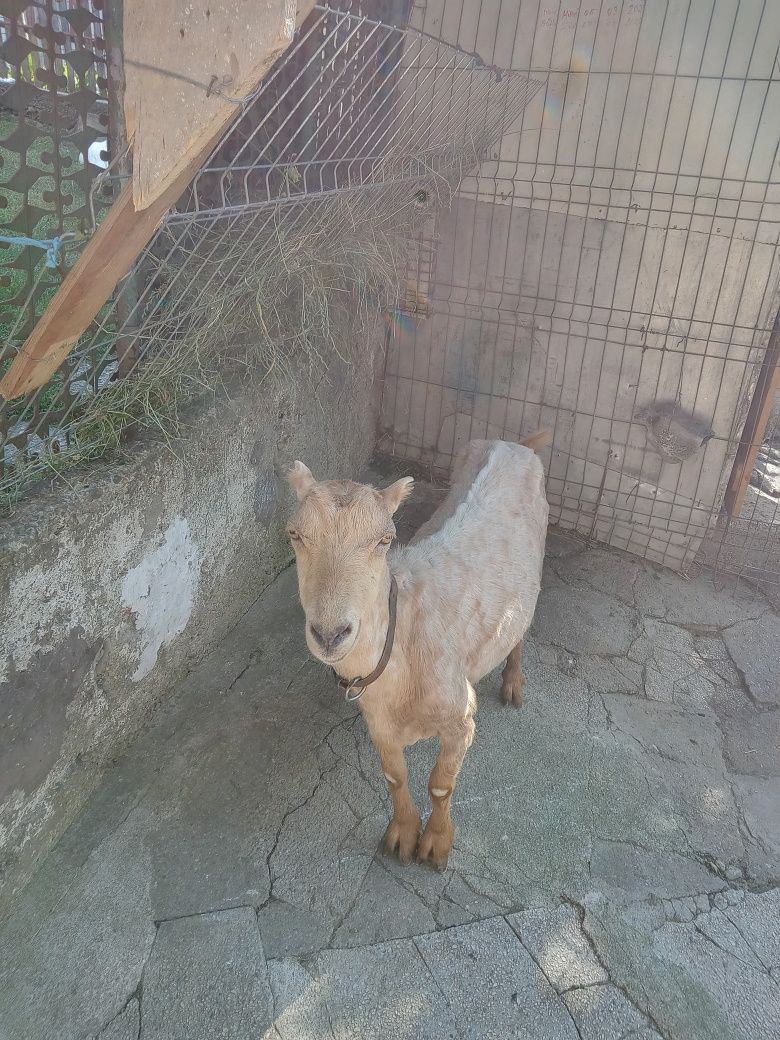 Vând capră buna de lapte