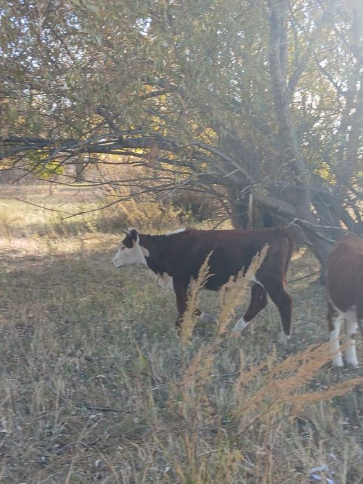 Ұрғашы подсос баспақтар