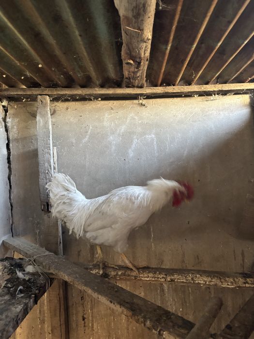 Қараз сатылады либо обмен тауыққа