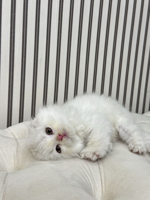 Scotish fold 2 oylik