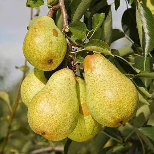 Vita de vie,  pomi fructiferi  si pomi Columnari