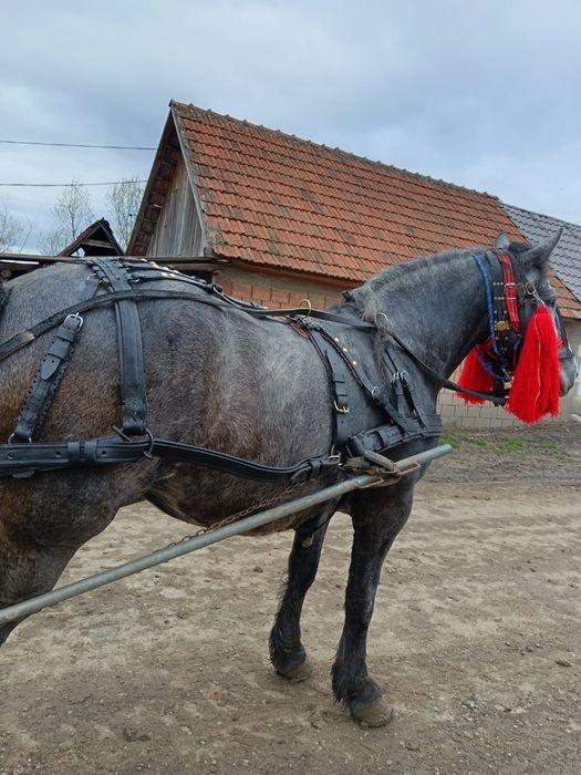 Mânzat de rasa mantata