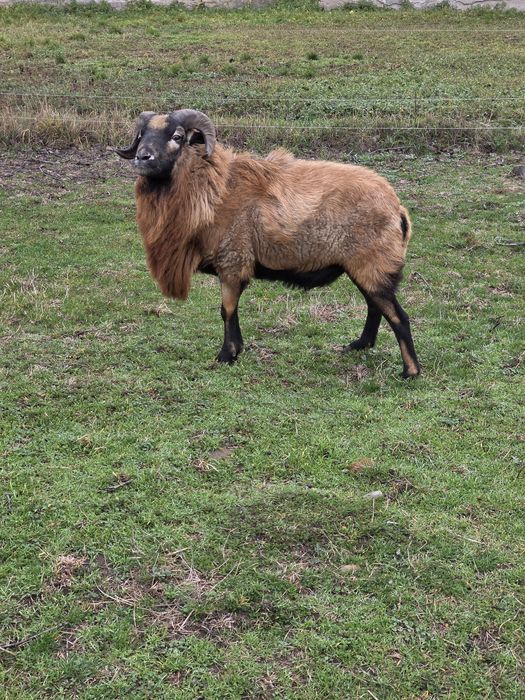 Vand berbec de Camerun