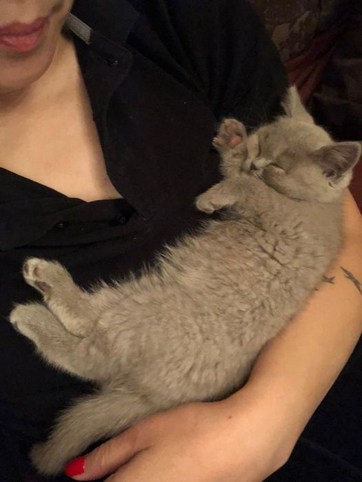 Британские котята