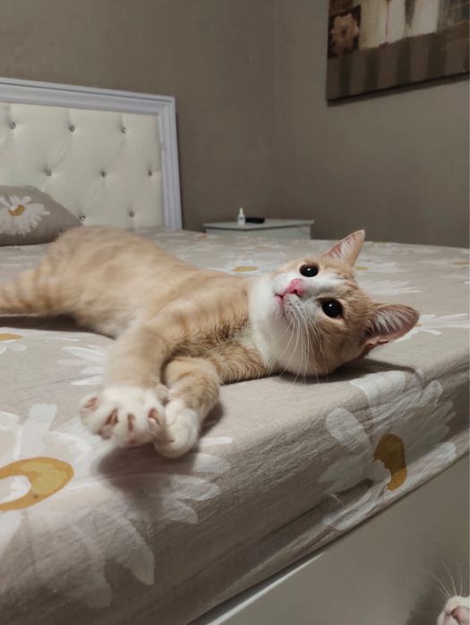 Город Астана. Ищем дом для прекрасного кота