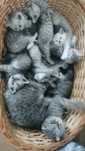 British shorthair tabby
