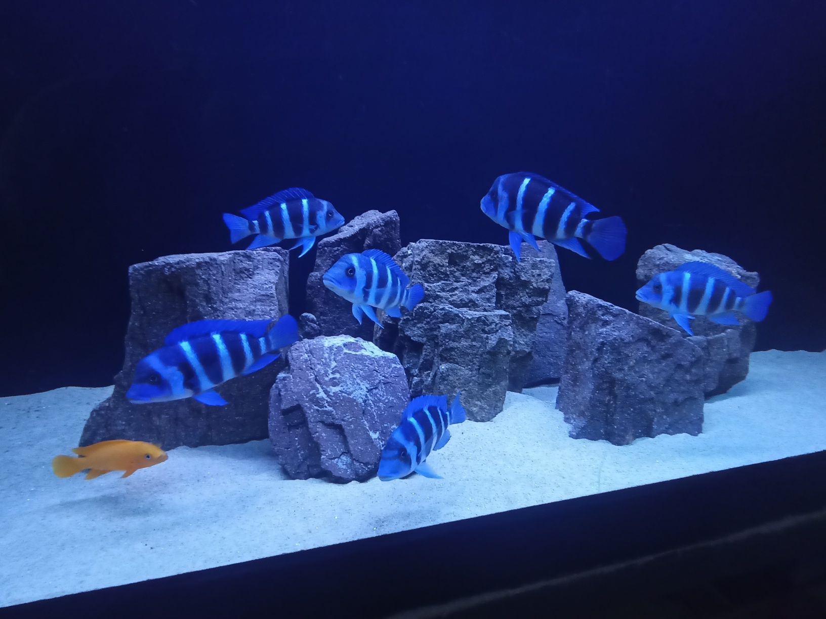 Gibberosa Blue Zair Frantoza Moba f1