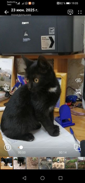 Отдам котёнка в хорошие руки