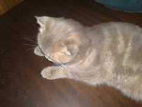 Кошка скотиш фолд, шиншила 1 годик
