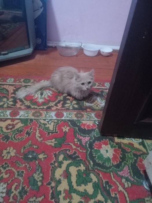 Скотиш страйт. Срочно сотилади. Соглрм.