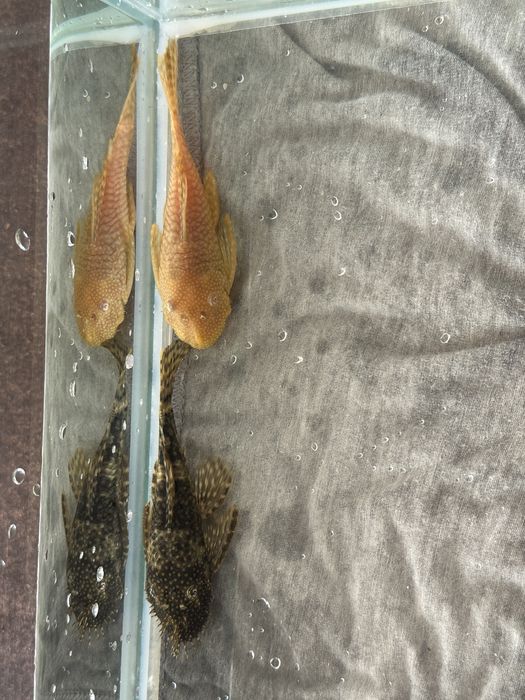 Pereche Ancistrusi reproducatori