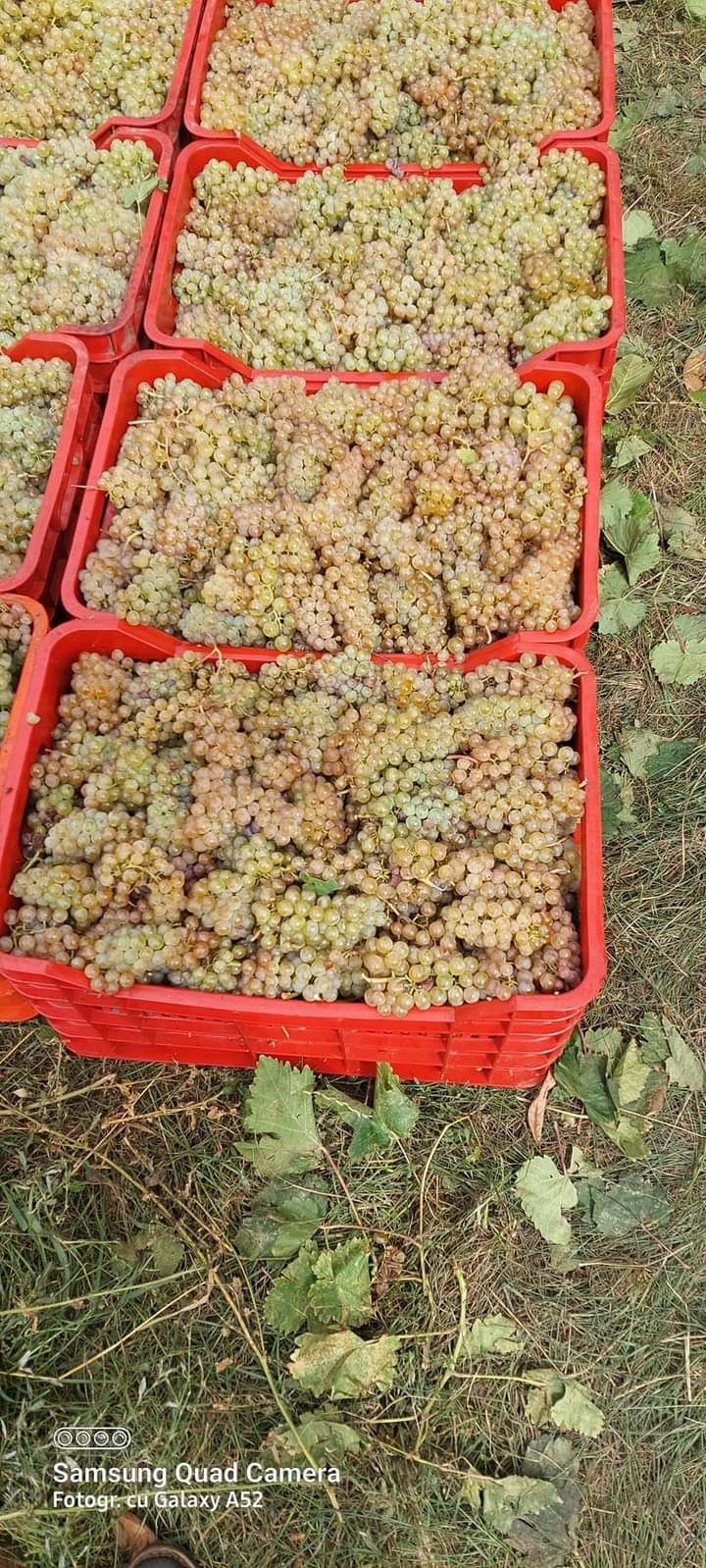 Vând struguri de vin