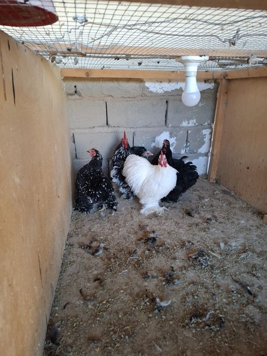 Parrandalar sotiladi