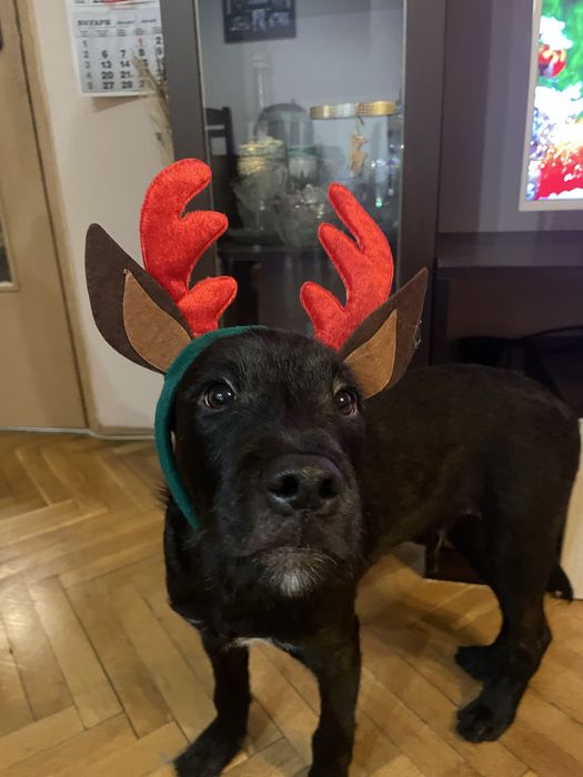 Домашен любимец мъжко куче Лаборадор-Питбул микс