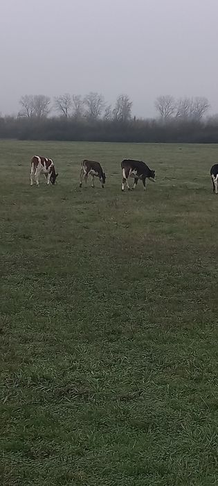 viței de la 3 la 5 luni 3bucăți vitele toate.