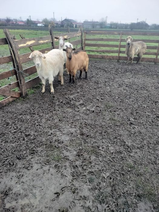 Capre de vânzare sau schimb