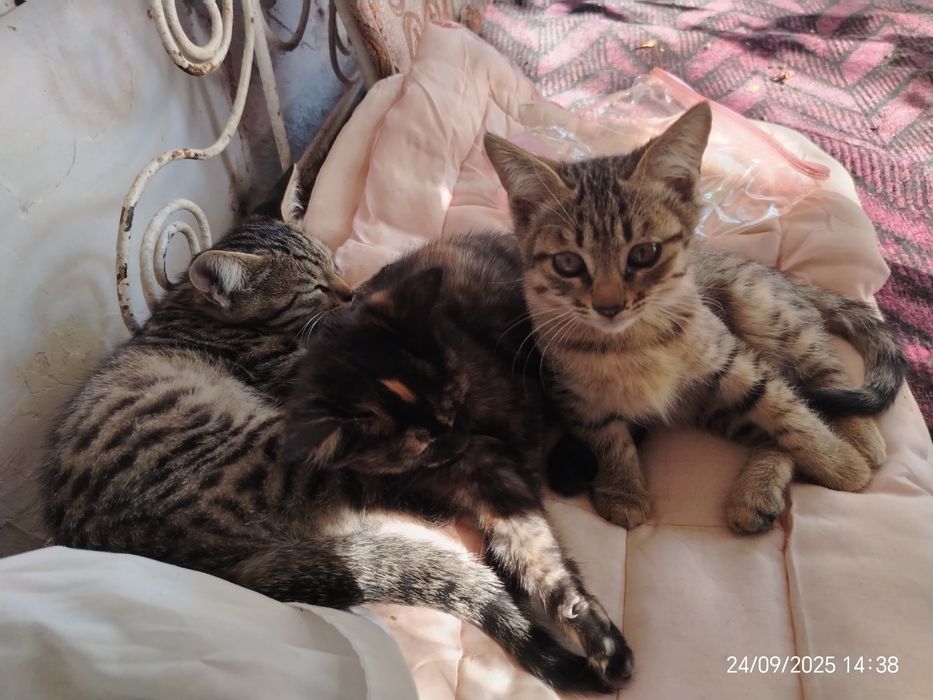 Sog'lom mushukchalar