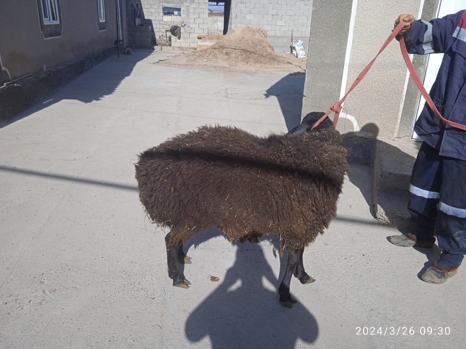 Продам кочкара 1год