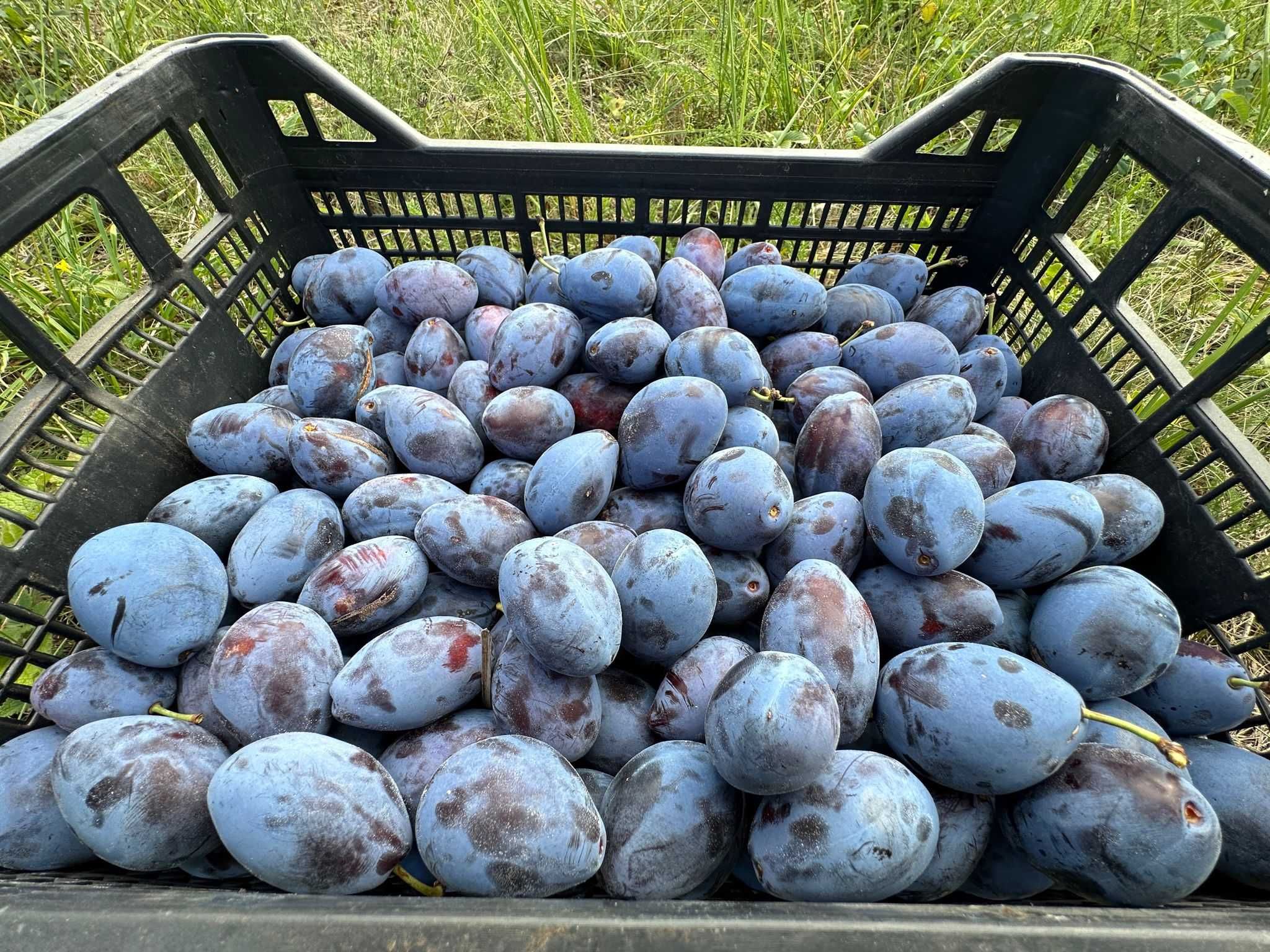 Vând prune stanley 4 lei/kg