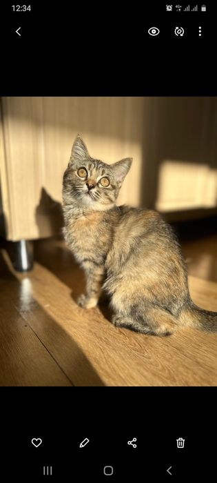 Отдам в хорошие руки