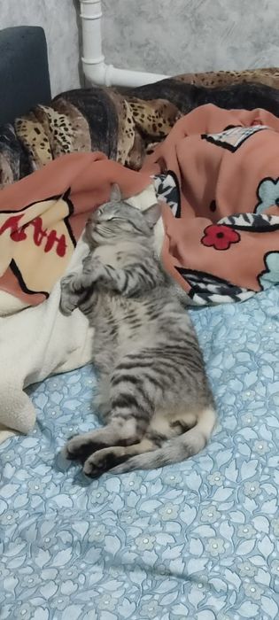 Бесплатно отдам в добрые руки кота с документами