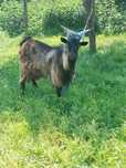 De vanzare 3 capre