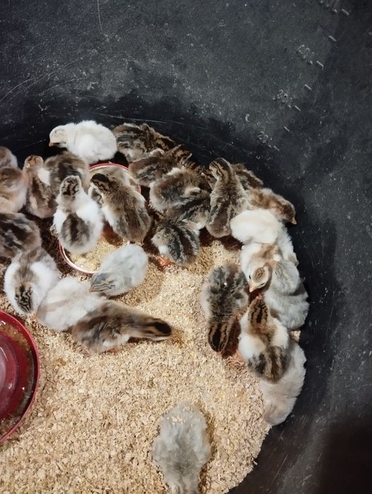 Pui de bibilică de vânzare