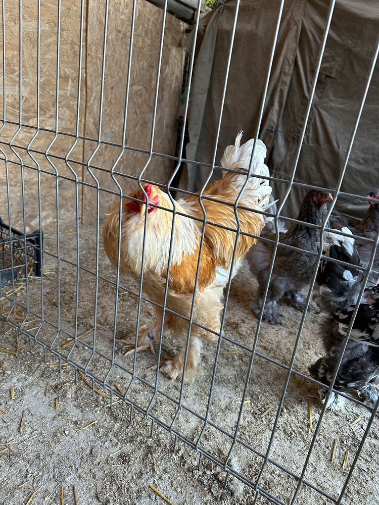 Vand cocos brahma lemon