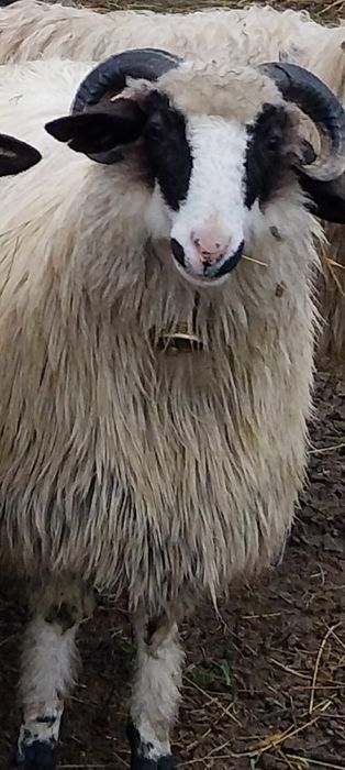 Vând 4 miele breze din oi bune