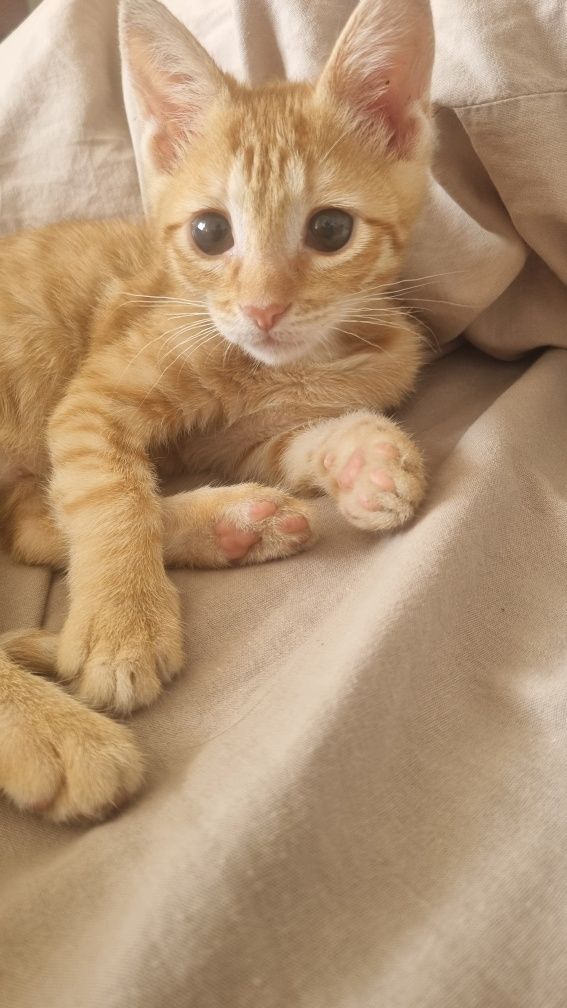 Кошечка 2 месяца