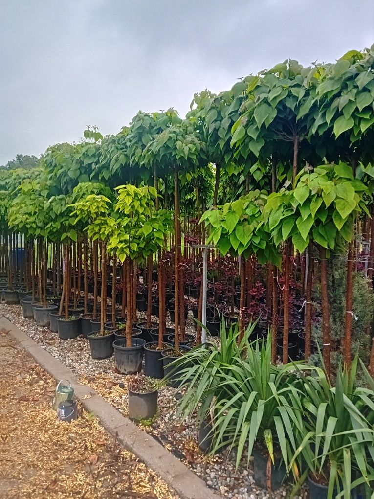 Vând catalpa globulară diferite dimensiuni