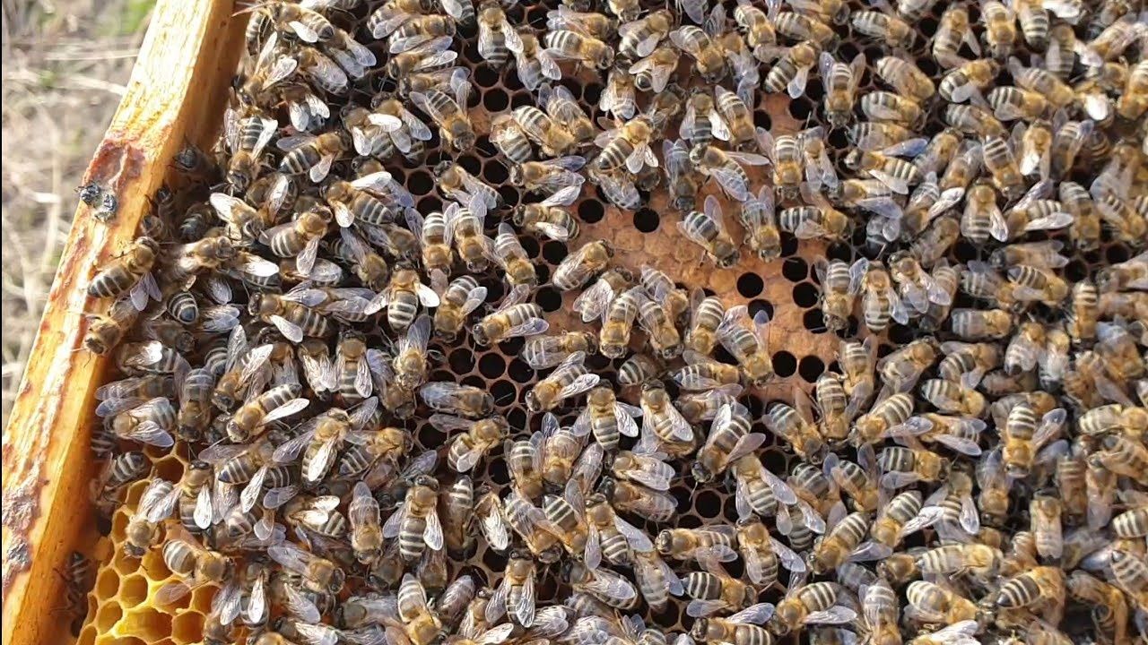 Familii de albine, 20 de stupi