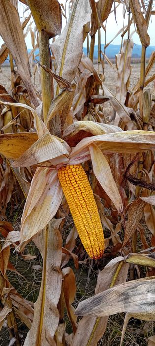 Porumb stiuleti productie 2025