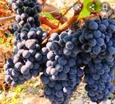 Vand struguri de vin
