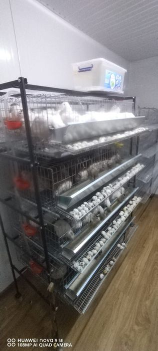 Vând oua proaspete prepelita 10 ron - 24" oua. Pui prepelita