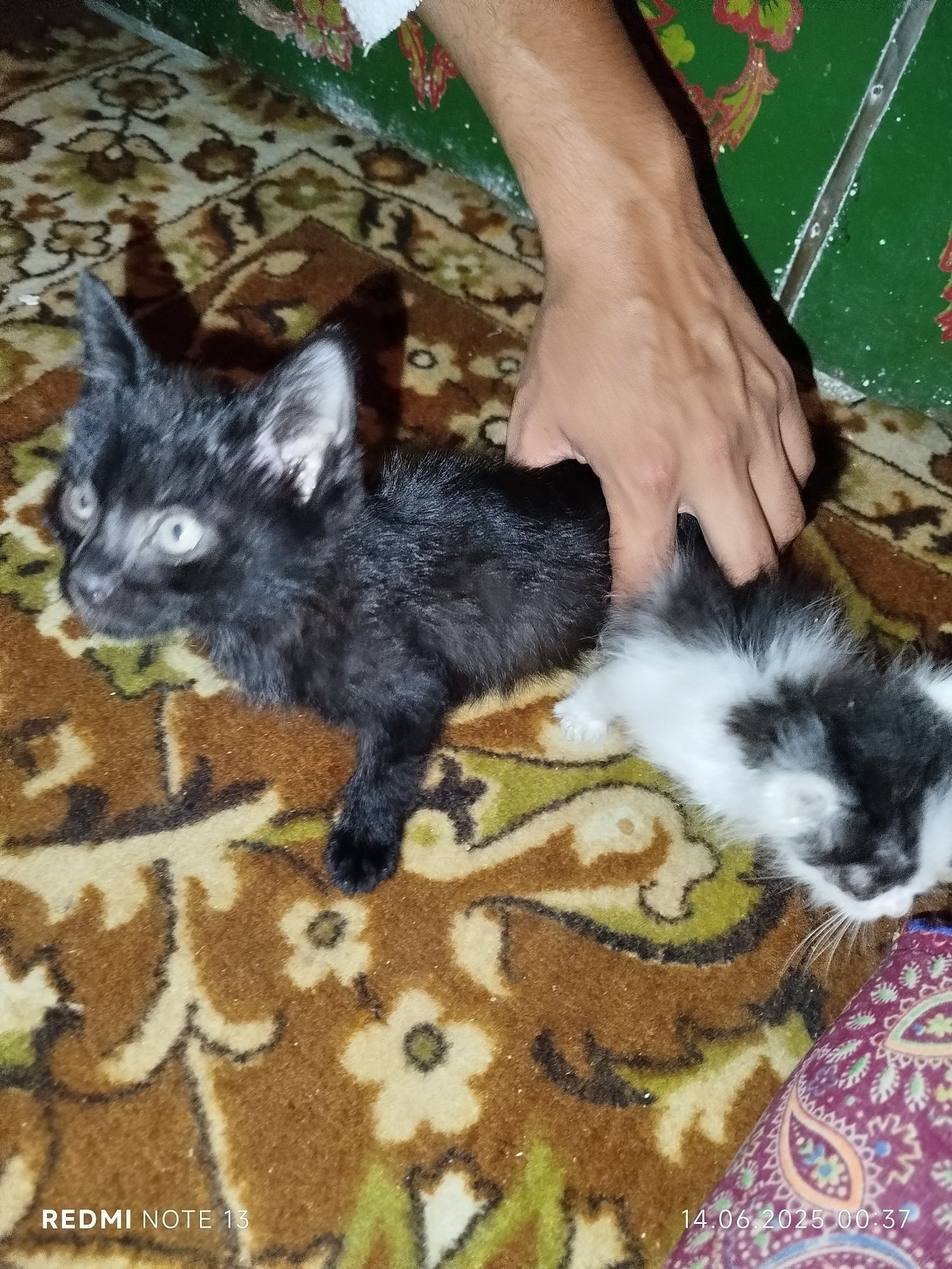 Mushuk bolalari 2ta