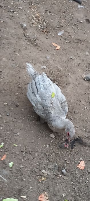 Продам селезня лавандавый