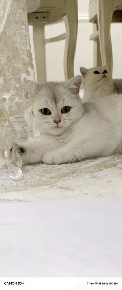 Серебристая шиншила