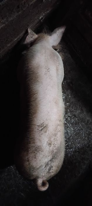 Прасе на 8 месеца