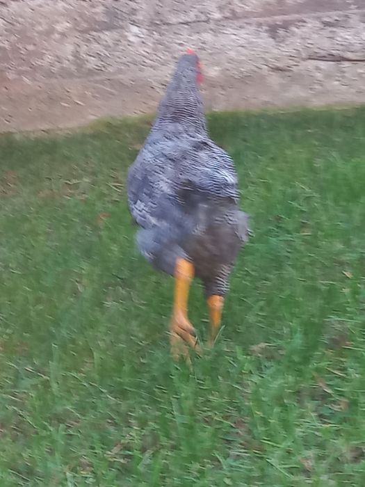 Vand 2 cocos plymont